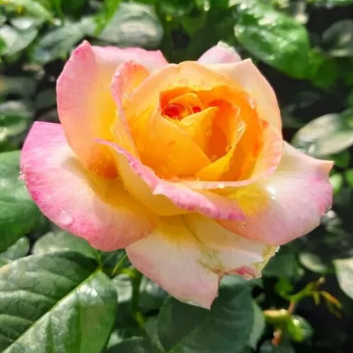 Lielziedu roze Peace interface.image 1 interface.art 2293